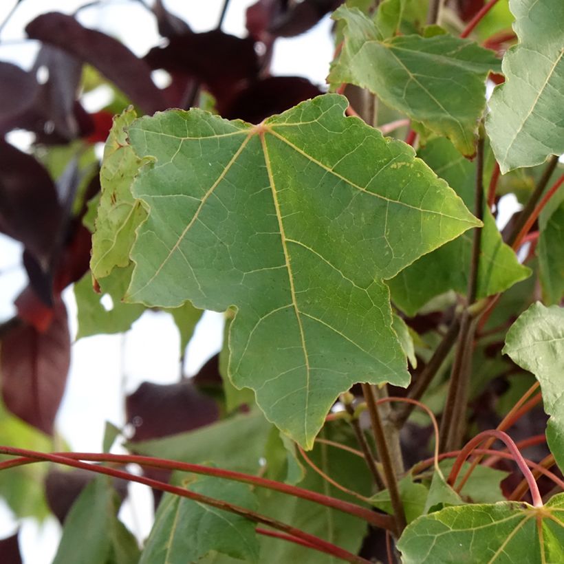 Spitz-Ahorn Stollii - Acer platanoides (Laub)