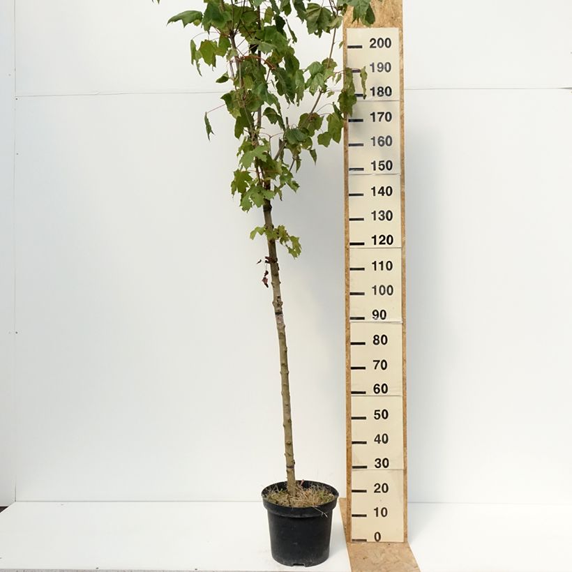 Exemplar von Spitz-Ahorn Stollii - Acer platanoides Topf mit 20L/25L, Stamm wie im Sommer geliefert
