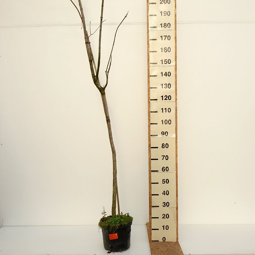 Exemplar von Spitz-Ahorn Tharandt - Acer platanoides Topf mit 12L/15L, Stamm wie im Herbst geliefert