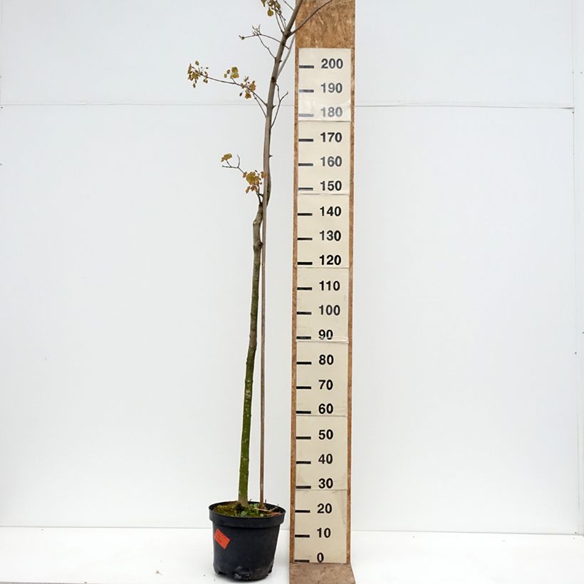 Exemplar von Spitz-Ahorn Tharandt - Acer platanoides Topf mit 12L/15L, Stamm wie im Frühjahr geliefert