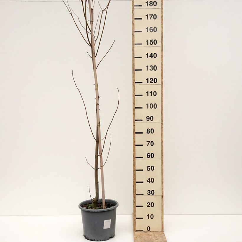 Exemplar von Rot-Ahorn Armstrong - Acer rubrum Topf mit 12L/15L, Stämmchen wie im Winter geliefert