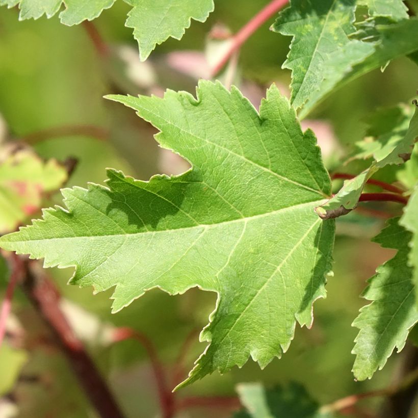 Rot-Ahorn Armstrong Gold - Acer rubrum (Foliage)