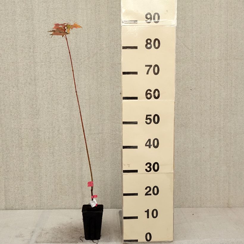 Exemplar von Acer rubrum Armstrong Gold - Erable rouge Pot de 1L/1,5L wie im Herbst geliefert