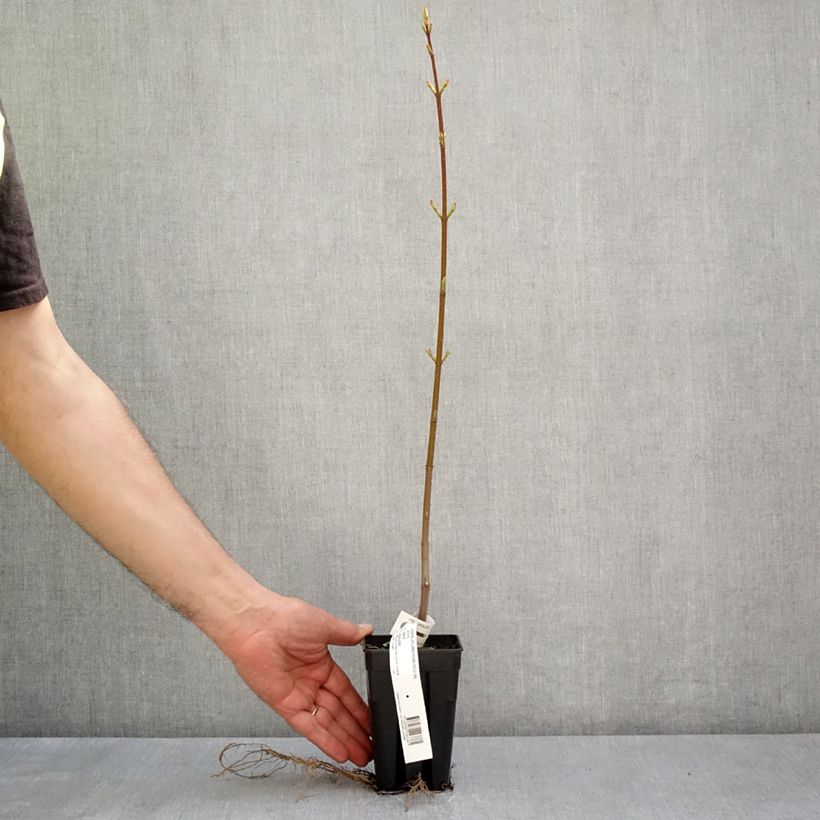 Example of Rot-Ahorn Armstrong Gold - Acer rubrum Topf mit 1L/1,5L as you get in printemps