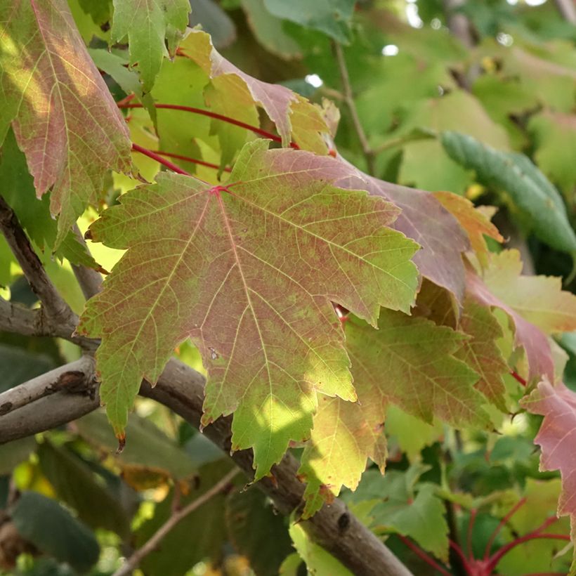 Rot-Ahorn Sekka - Acer rubrum (Laub)