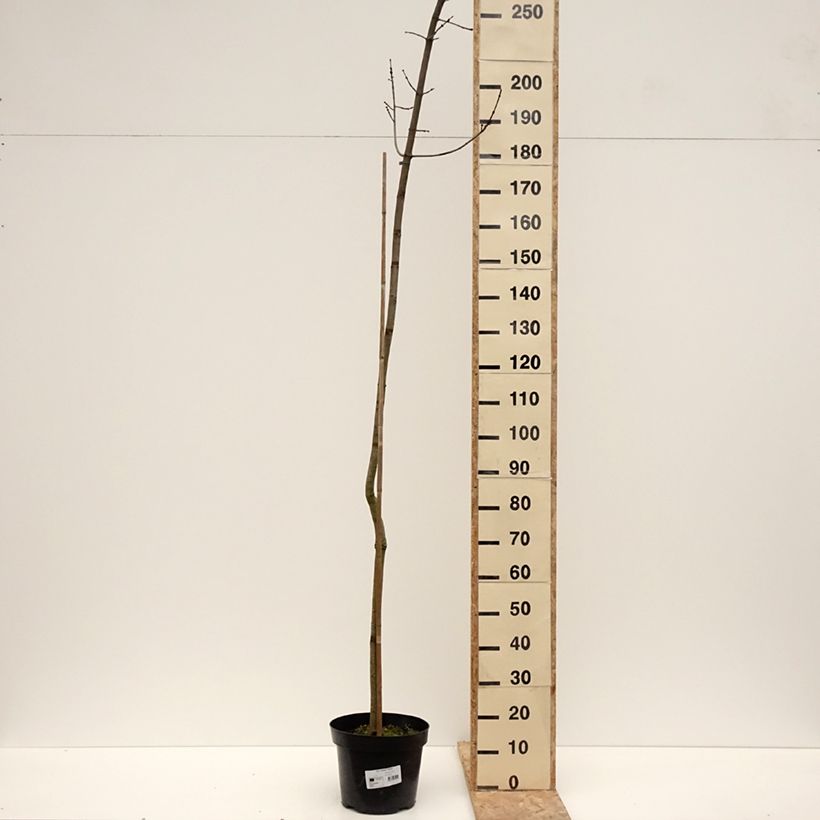 Exemplar von Acer rubrum Sekka - Erable rouge Pot de 4L/5L wie im Winter geliefert