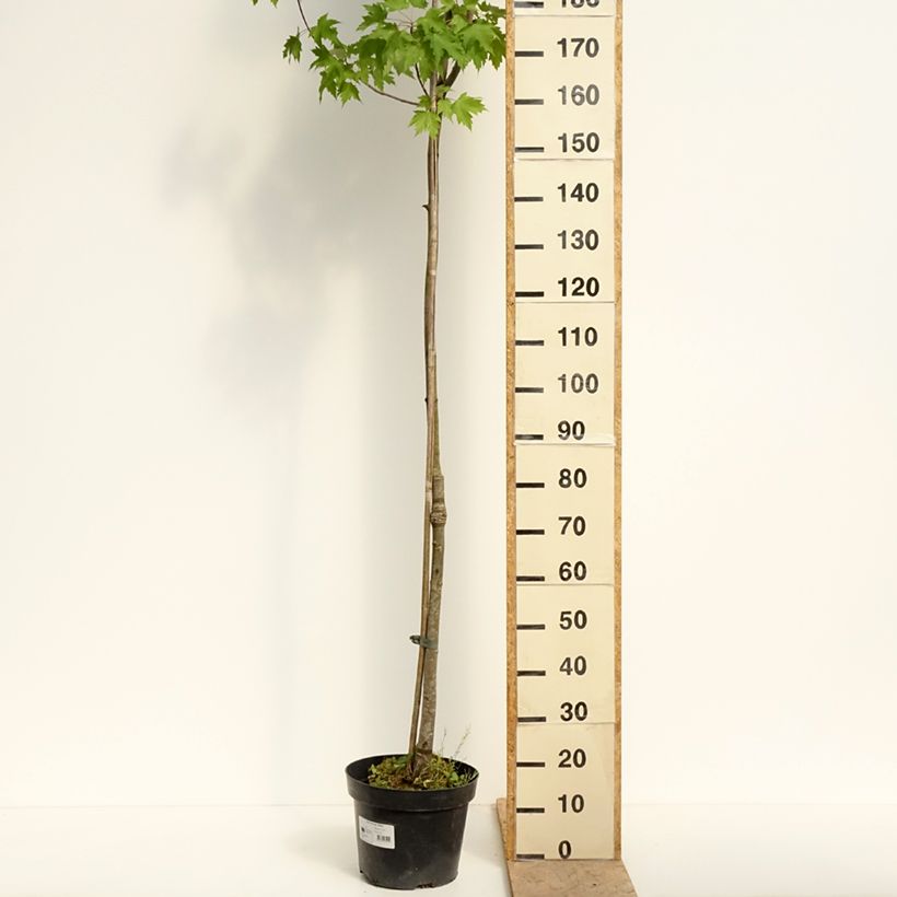 Exemplar von Rot-Ahorn Sekka - Acer rubrum Topf mit 4L/5L wie im Frühjahr geliefert