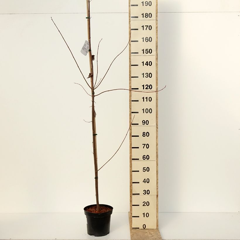 Exemplar von Acer rubrum Somerset - Erable rouge Pot de 7,5L/10L wie im Winter geliefert