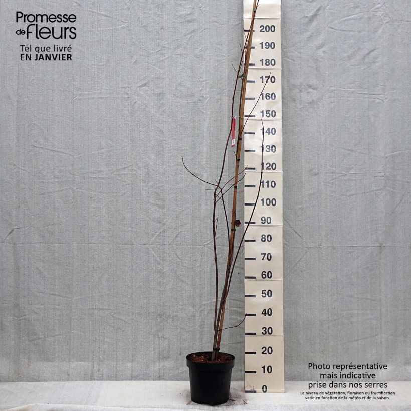 Exemplar von Rot-Ahorn Sun Valley - Acer rubrum Topf mit 7,5L/10L, Stämmchen wie im Winter geliefert