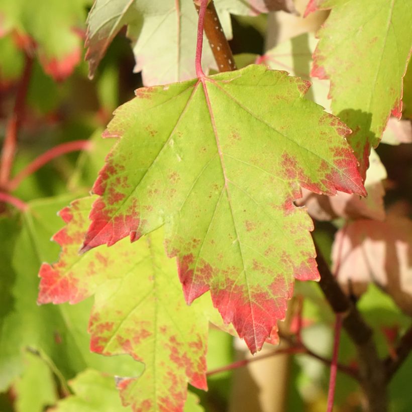 Rot-Ahorn Sun Valley - Acer rubrum (Foliage)