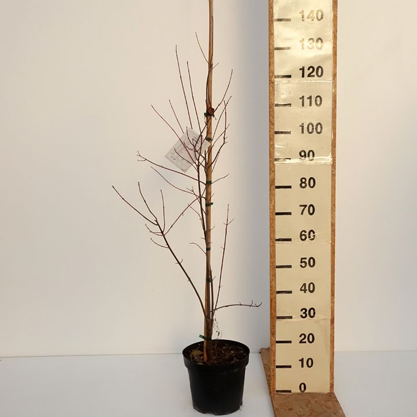 Exemplar von Rot-Ahorn Sun Valley - Acer rubrum Topf mit 7,5L/10L, Stämmchen wie im Herbst geliefert