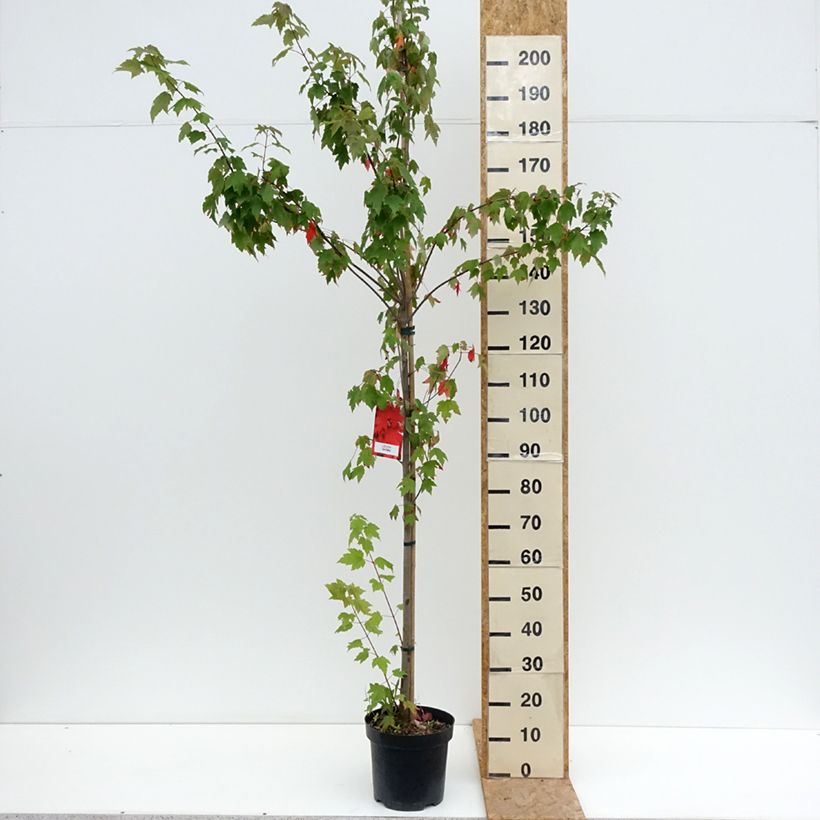 Exemplar von Rot-Ahorn Sun Valley - Acer rubrum Topf mit 7,5L/10L, Stämmchen wie im Sommer geliefert