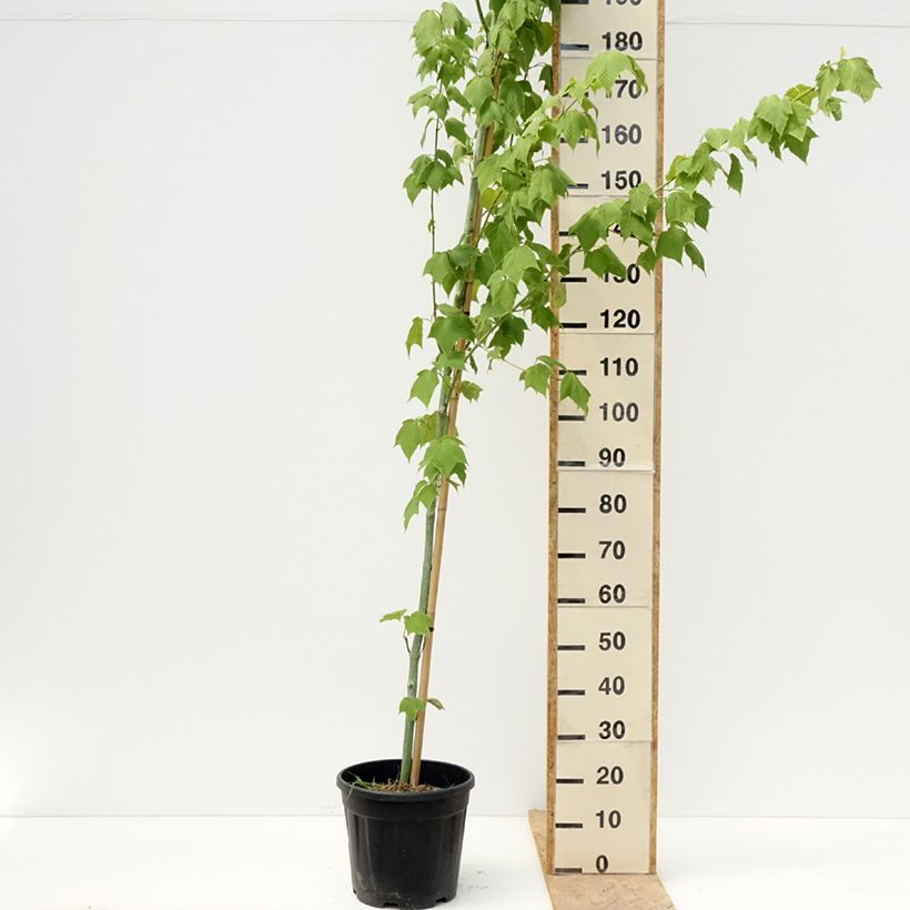 Exemplar von Acer rufinerve Albolibatum - Erable à peau de serpent Topf mit 12L/15L wie im Frühjahr geliefert