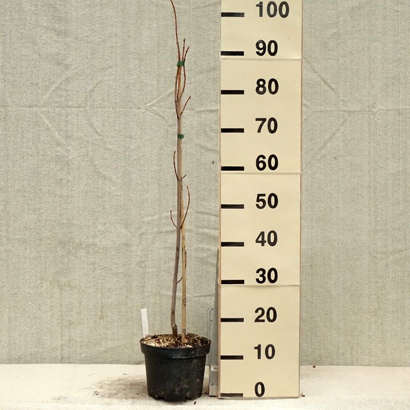 Exemplar von Silber-Ahorn Pyramidale - Acer saccharinum Topf mit 3L/4L wie im Frühjahr geliefert