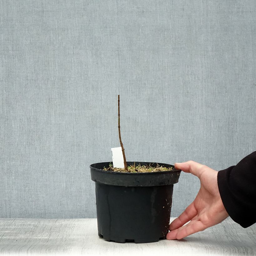 Example of Echter Zucker-Ahorn - Acer saccharum Topf mit 3L/4L as you get in automne