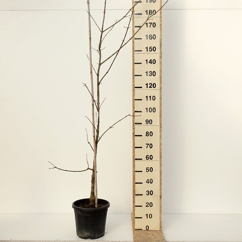 Example of Ahorn Annae - Acer x zoeschense Topf mit 12L/15L as you get in hiver