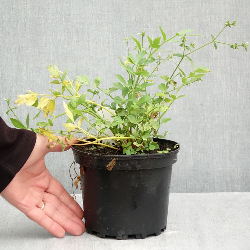 Exemplar von Liebstöckel - Levisticum officinale Topf mit 2L/3L wie im Herbst geliefert