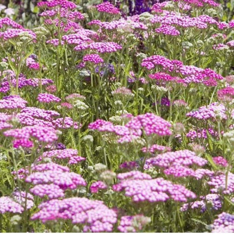 Achillea millefolium Lilac Beauty - Gemeine Schafgarbe (Wuchs)