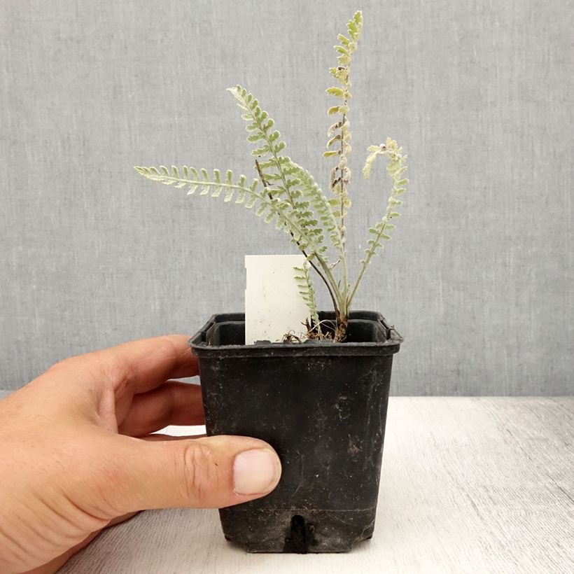 Exemplar von Achillea clypeolata - Goldquirl-Garbe Kleine Töpfe von 8/9 cm wie im Sommer geliefert