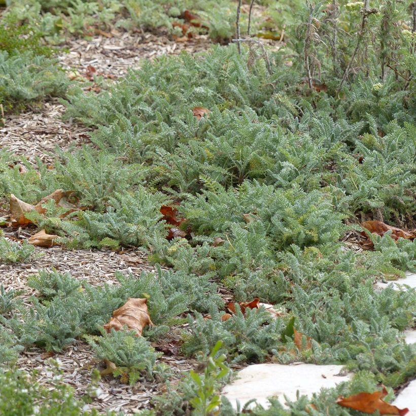 Achillea crithmifolia - Meerfenchelblättrige Schafgarbe (Foliage)