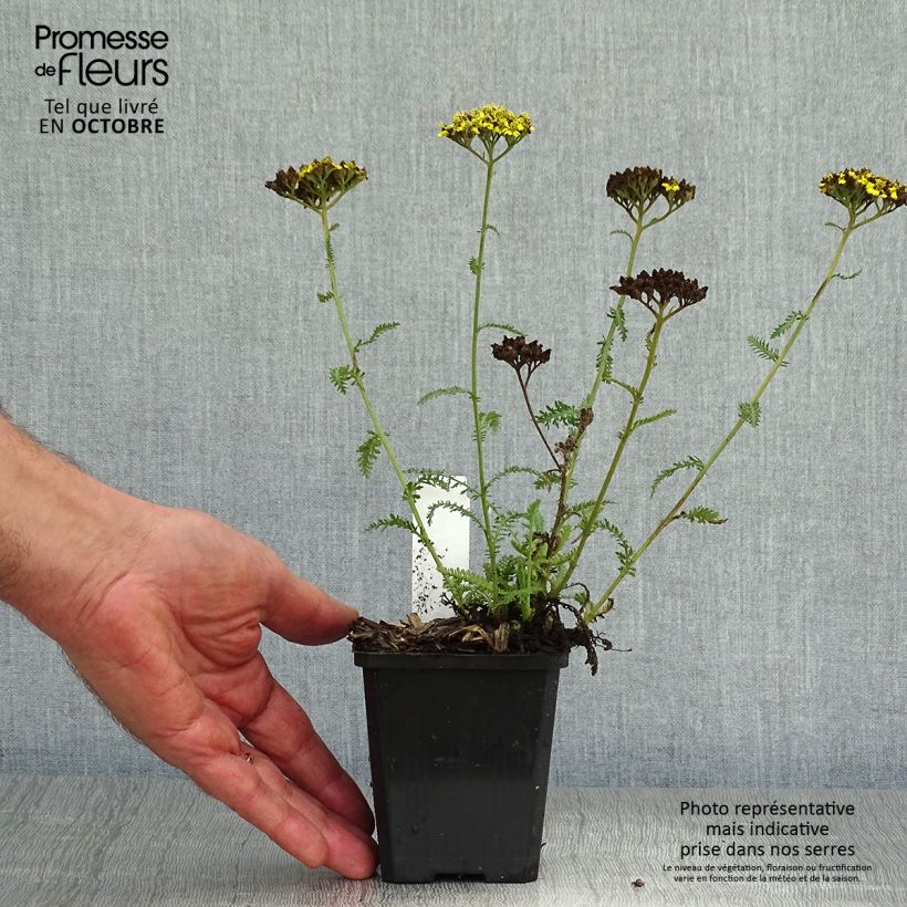 Exemplar von Achillea Little Moonshine - Filzige Schafgarbe Kleine Töpfe von 8/9 cm wie im Herbst geliefert