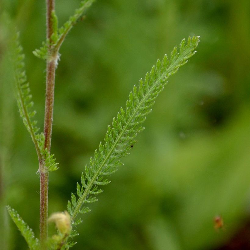 Achillea millefolium Feuerland - Gemeine Schafgarbe (Foliage)