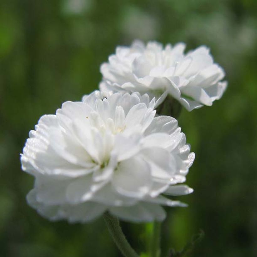 Achillea ptarmica The Pearl - Sumpf-Schafgarbe (Flowering)