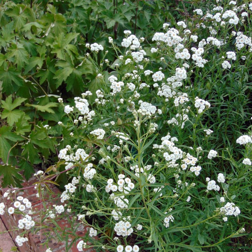 Achillea ptarmica The Pearl - Sumpf-Schafgarbe (Plant habit)