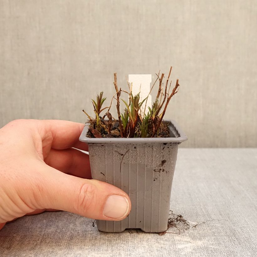 Example of Achillea ptarmica Boule de Neige - Sumpf-Schafgarbe Kleine Töpfe von 8/9 cm as you get in hiver
