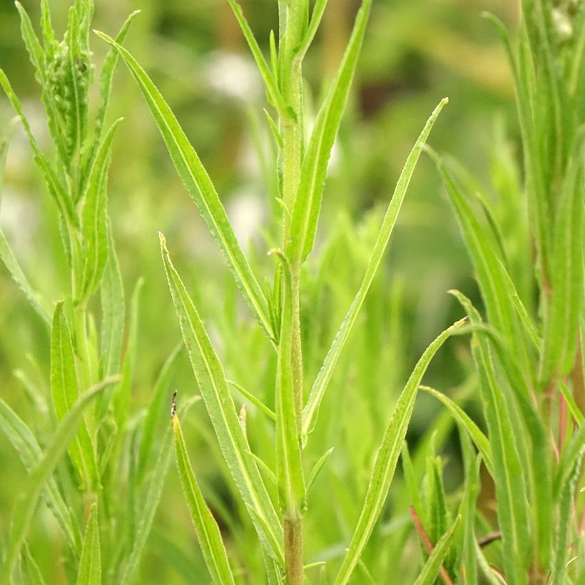 Achillea ptarmica Boule de Neige - Sumpf-Schafgarbe (Foliage)