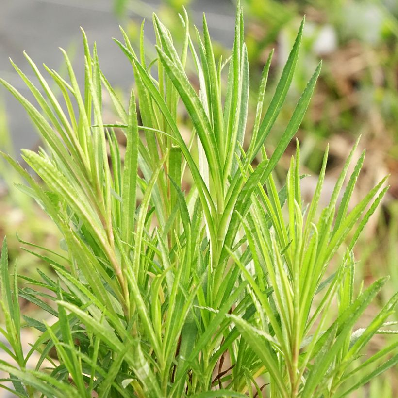 Achillea ptarmica - Sumpf-Schafgarbe (Foliage)