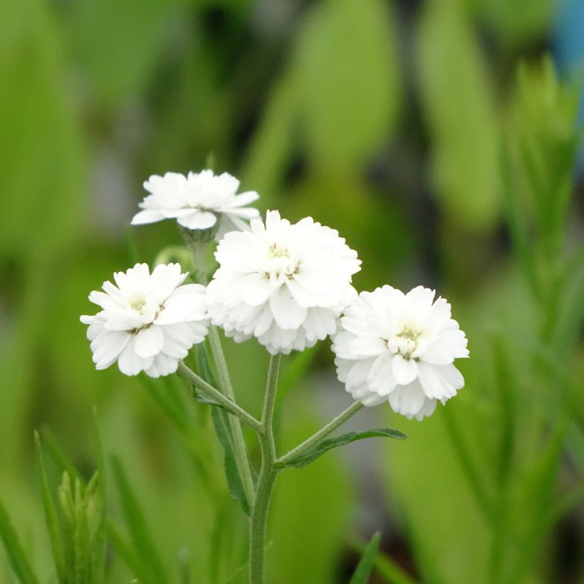 Achillea ptarmica - Sumpf-Schafgarbe (Flowering)