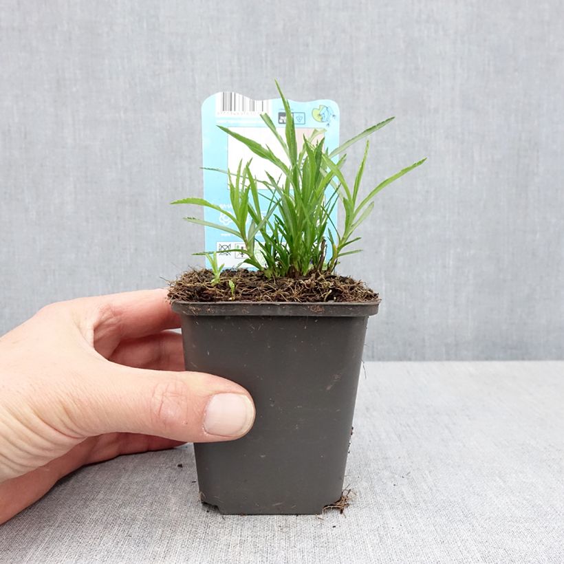 Example of Achillea ptarmica - Sumpf-Schafgarbe Kleine Töpfe von 8/9 cm as you get in printemps