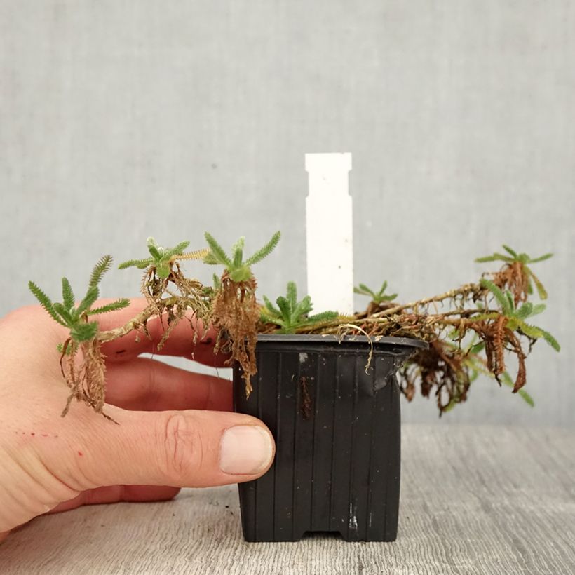 Exemplar von Achillea tomentosa Aurea - Filzige Schafgarbe Kleine Töpfe von 8/9 cm wie im Frühjahr geliefert