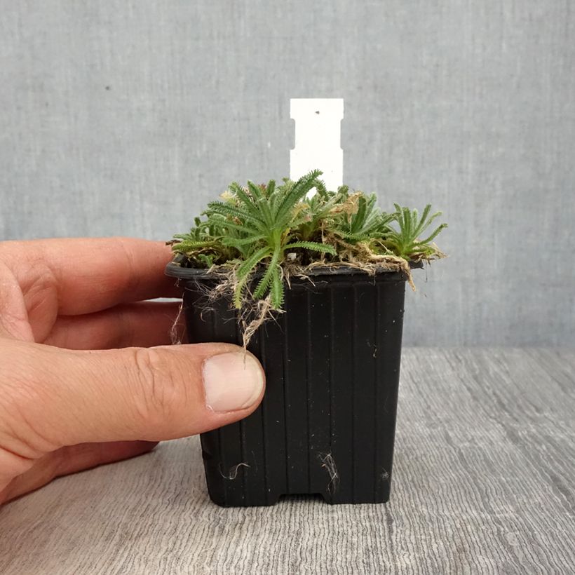 Example of Achillea King Edward - Filzige Schafgarbe Kleine Töpfe von 8/9 cm as you get in printemps