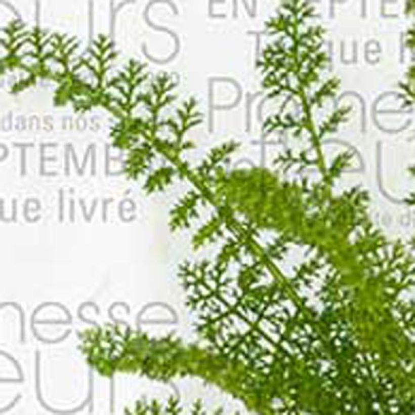 Achillea millefolium Hella Glashoff - Gemeine Schafgarbe (Foliage)