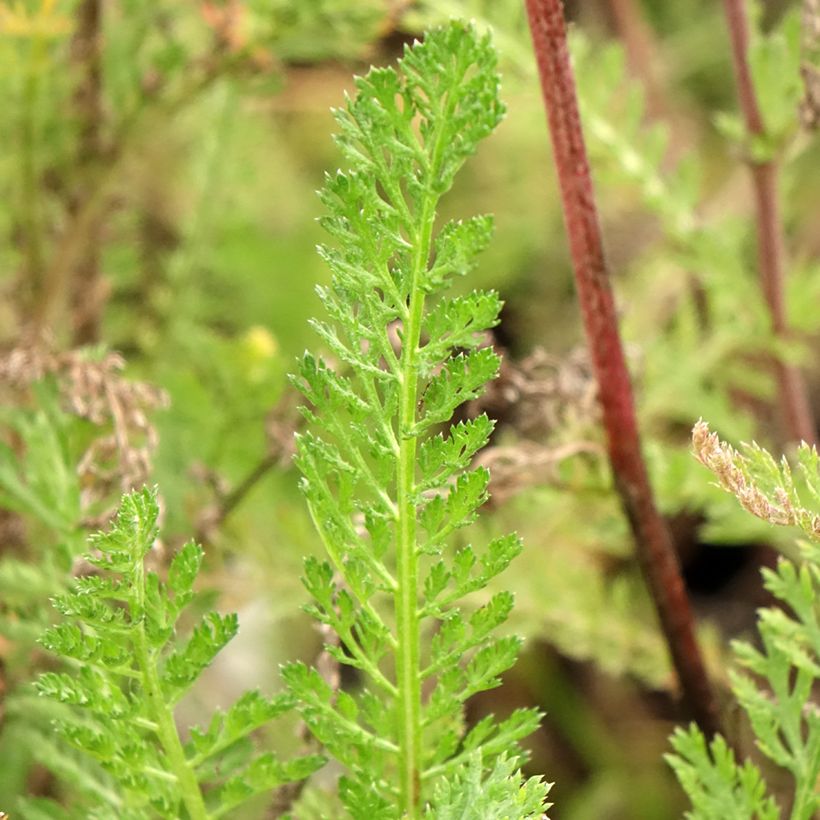 Achillea millefolium Cassis - Gemeine Schafgarbe (Foliage)