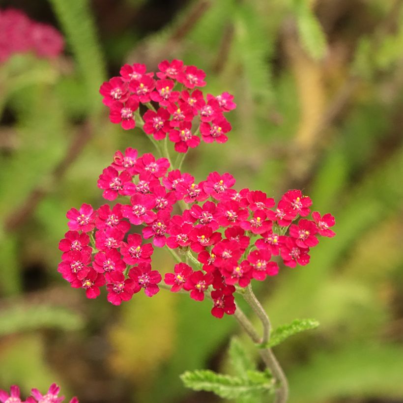 Achillea millefolium Cassis - Gemeine Schafgarbe (Flowering)