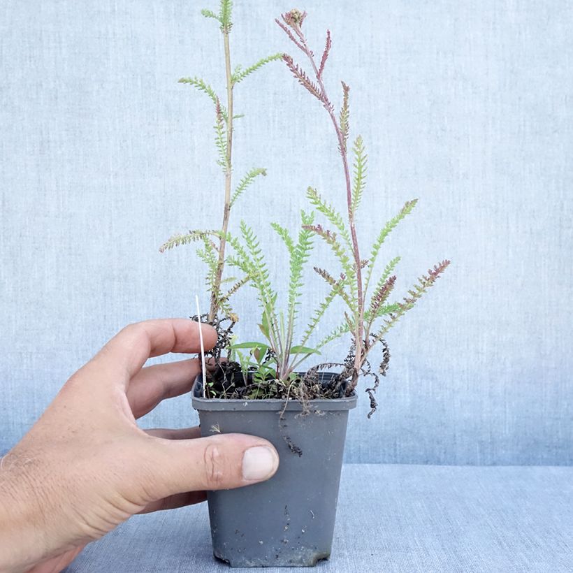 Exemplar von Achillea millefolium Hannelore Pahl - Gemeine Schafgarbe Kleine Töpfe von 8/9 cm wie im Sommer geliefert