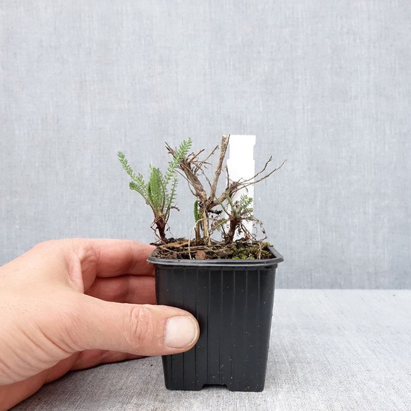 Exemplar von Achillea millefolium Wesersandstein - Gemeine Schafgarbe Kleine Töpfe von 8/9 cm wie im Frühjahr geliefert