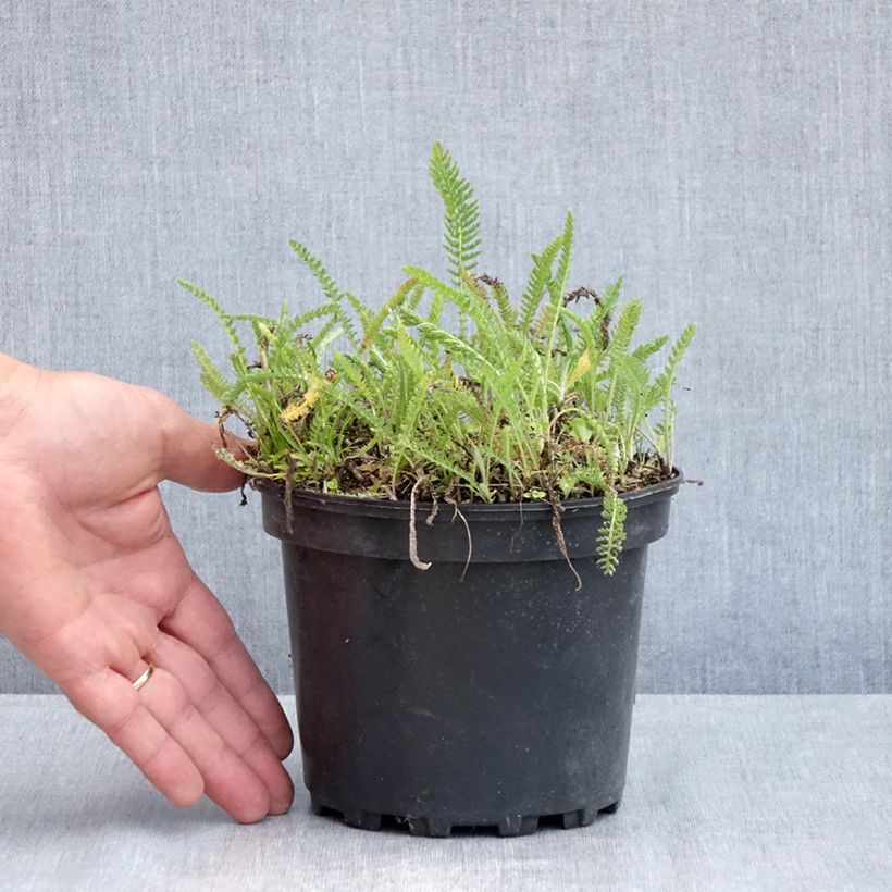 Exemplar von Achillea millefolium White Beauty - Gemeine Schafgarbe Topf mit 2L/3L wie im Frühjahr geliefert