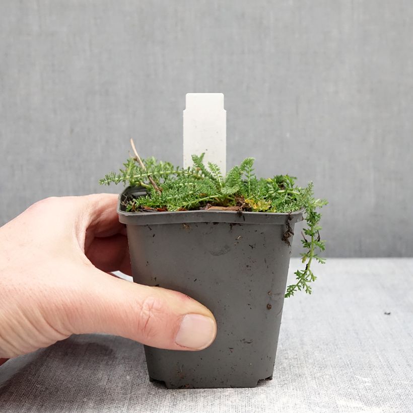 Example of Achillea millefolium Hella Glashoff - Gemeine Schafgarbe Kleine Töpfe von 8/9 cm as you get in hiver