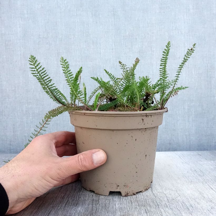 Exemplar von Achillea millefolium Lilac Beauty - Gemeine Schafgarbe Topf mit 2L/3L wie im Frühjahr geliefert