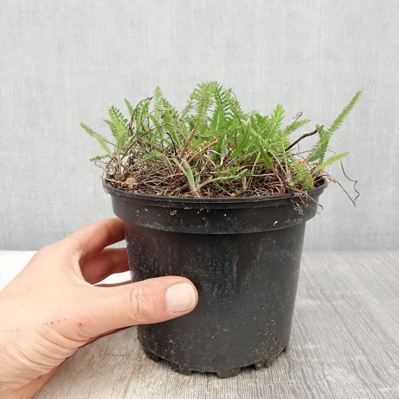 Example of Achillea millefolium Summer Pastel - Gemeine Schafgarbe Topf mit 2L/3L as you get in printemps