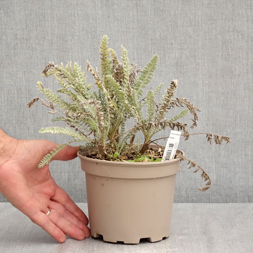 Exemplar von Achillea Moonshine - Filzige Schafgarbe Topf mit 2L/3L wie im Sommer geliefert