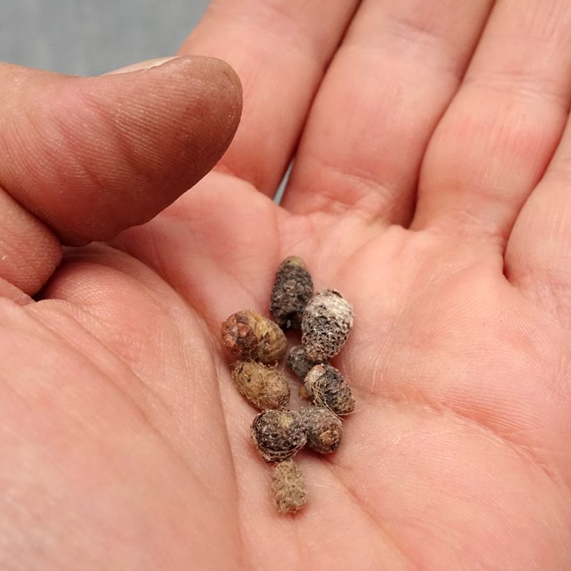 Exemplar von Achimenes Mix - Schiefteller Zwiebel Kaliber/Größe I wie im Frühjahr geliefert