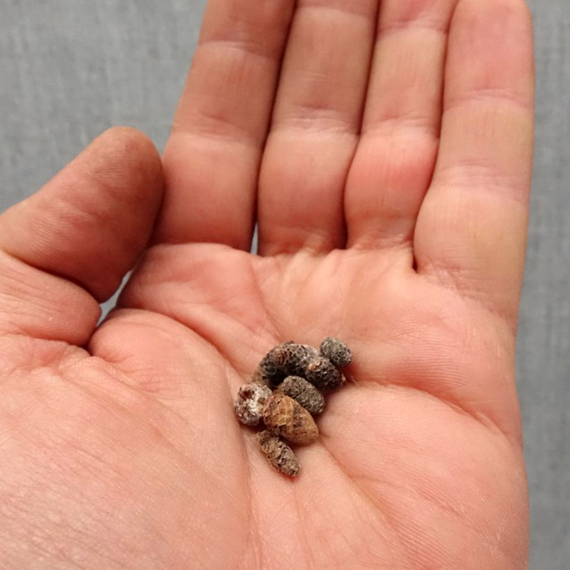 Exemplar von Achimenes Pink - Schiefteller Zwiebel Kaliber/Größe I wie im Frühjahr geliefert