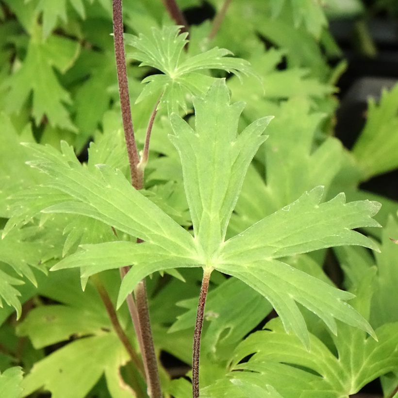 Aconitum Purple Sparrow - Eisenhut (Foliage)