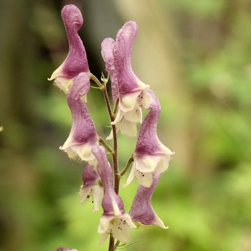 Aconitum Purple Sparrow - Eisenhut (Flowering)