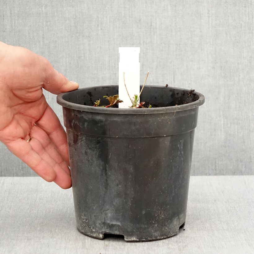 Exemplar von Aconitum fischeri - Chinesischer Eisenhut Topf mit 2L/3L wie im Frühjahr geliefert